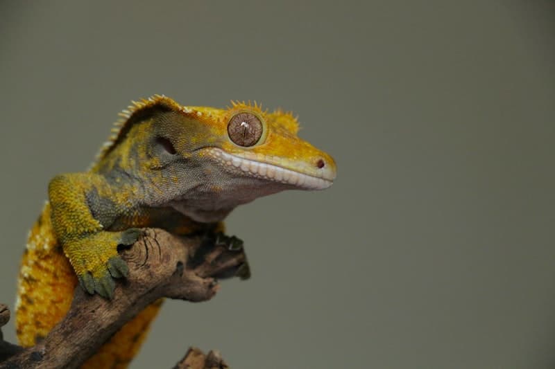 Ackie Monitor