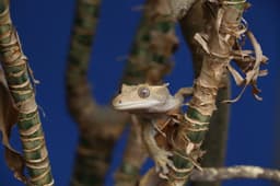 Tegu close-up