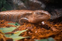 Blue-tongued skink close-up