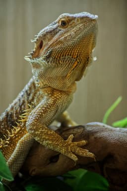 Central bearded dragon on branch