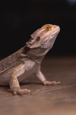 Bearded dragon on wooden surface
