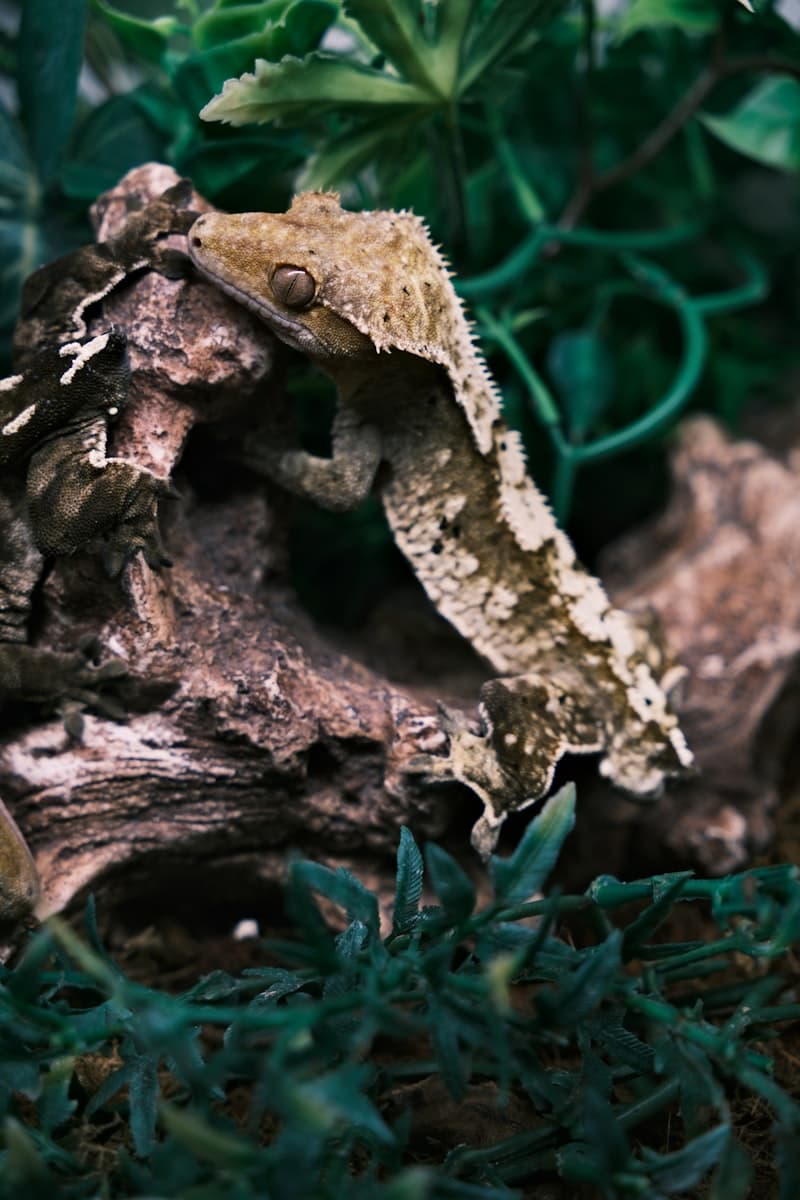 Crested Gecko