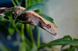 Crested gecko on plant