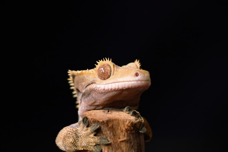 Gargoyle Gecko