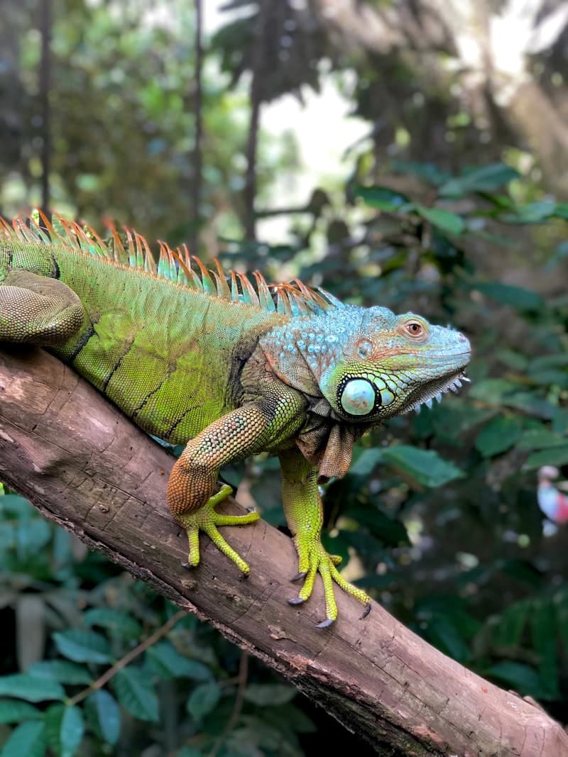 Green Iguana