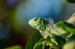 Green iguana close-up