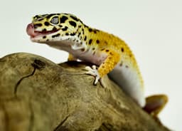 Leopard gecko on tree branch