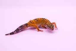 Leopard gecko close-up