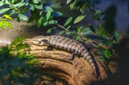 Northern blue-tongued skink