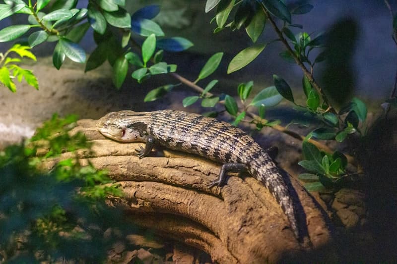Northern Blue-Tongued Skink