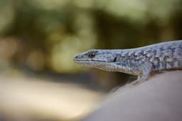 Northern blue-tongued skink on ground