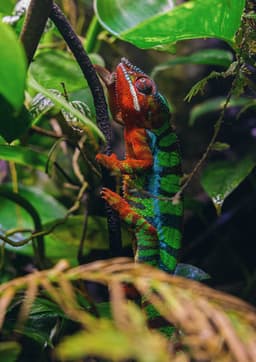 Colorful panther chameleon on branch