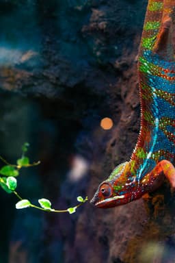 Panther chameleon hanging from branch