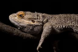 Small bearded dragon