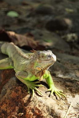 Rhinoceros iguana on rock