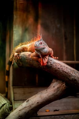 Large iguana on branch