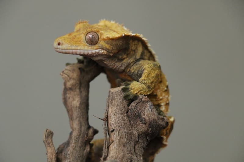 Tokay Gecko