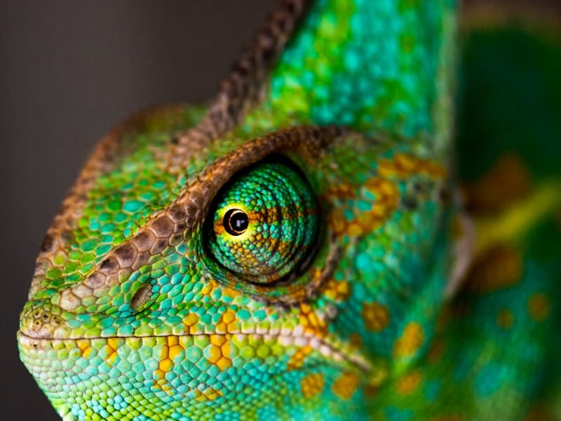 Jackson's Chameleon