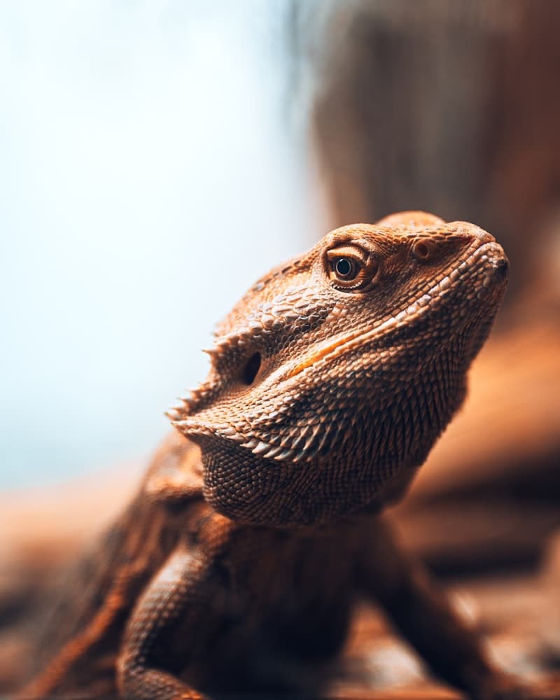 Rankin's Dragon