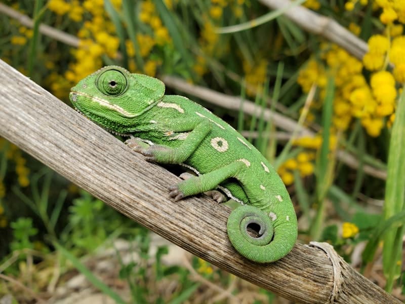 Veiled Chameleon